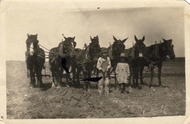 # 67  Q  (On reverse) "Can you see Lauson between the mule's ears; he is plowing."  Nebraska?