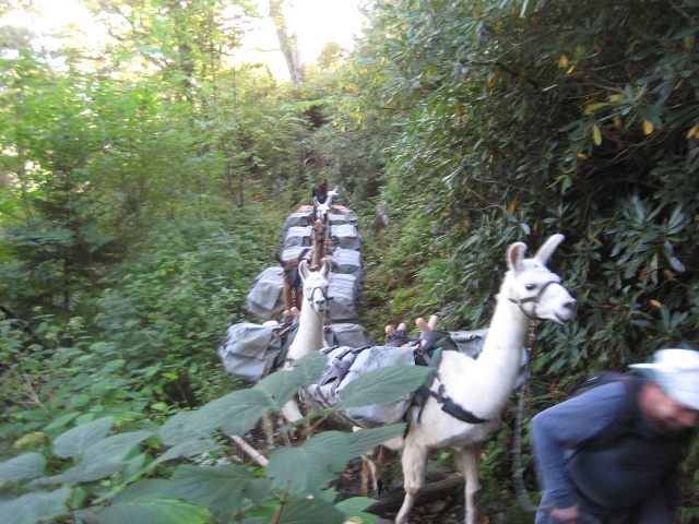 Llamas